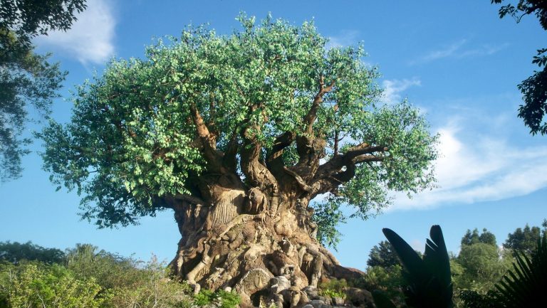 green tree on brown rock formation during daytime